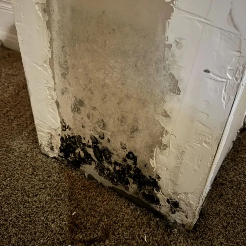 Professional Mold Removal in Portage County, OH